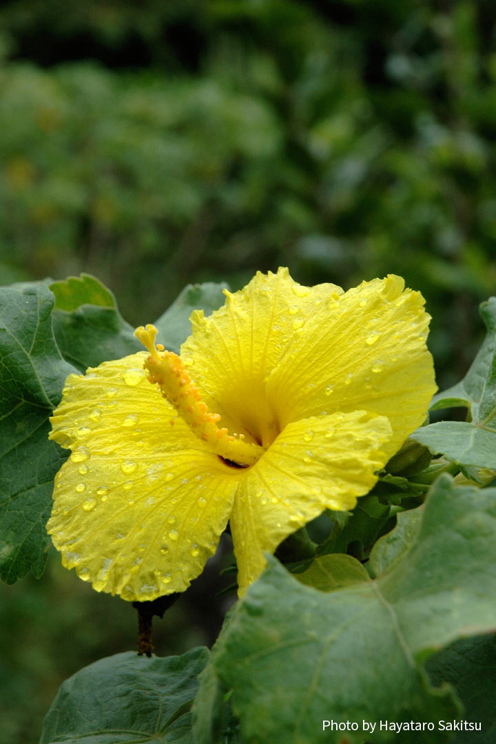 マオ ハウ ヘレ 黄色いハイビスカス ハワイ州の花 アヌヘア ハワイの花 植物 野鳥図鑑 Mao Hau Hele Hibiscus Brackenridgei