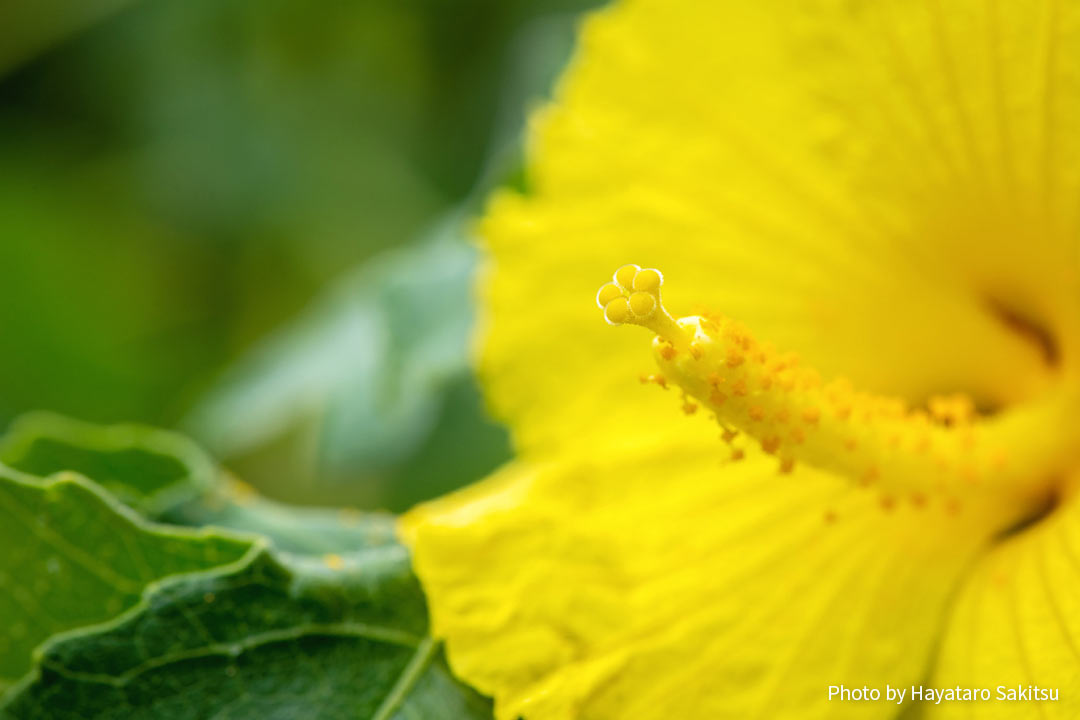 マオ ハウ ヘレ 黄色いハイビスカス ハワイ州の花 アヌヘア ハワイの花 植物 野鳥図鑑 Mao Hau Hele Hibiscus Brackenridgei