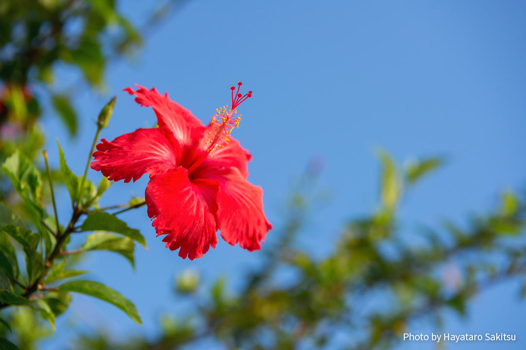 ハワイのハイビスカス アロアロ アヌヘア ハワイの花 植物 野鳥図鑑 Hibiscus In Hawaiʻi