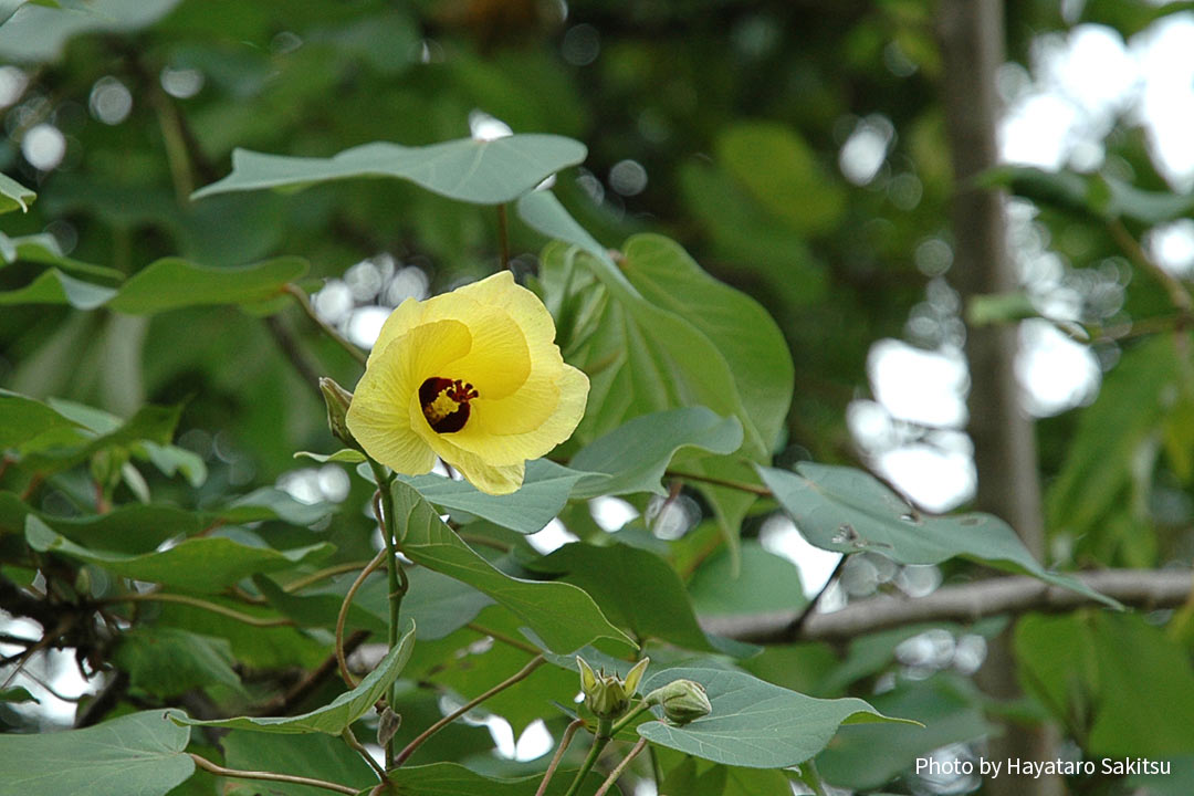 ハウ（オオハマボウ、Hibiscus tiliaceus）