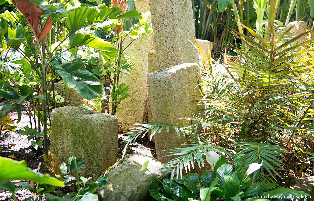 イリアヒ貿易船のバラストとして使われた花崗岩（フォスター植物園）