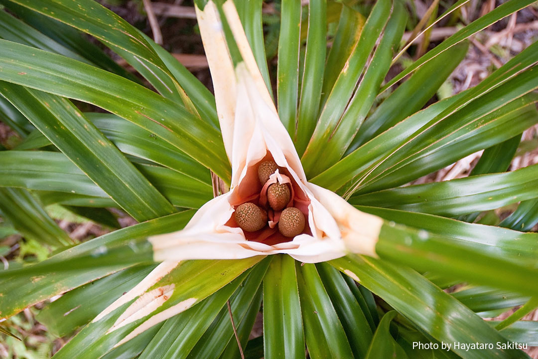 イエイエ（Freycinetia arborea）