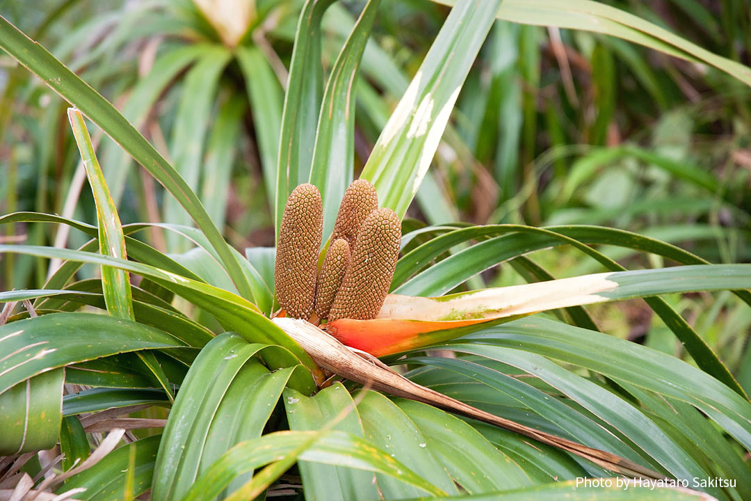 イエイエ(Freycinetia arborea)