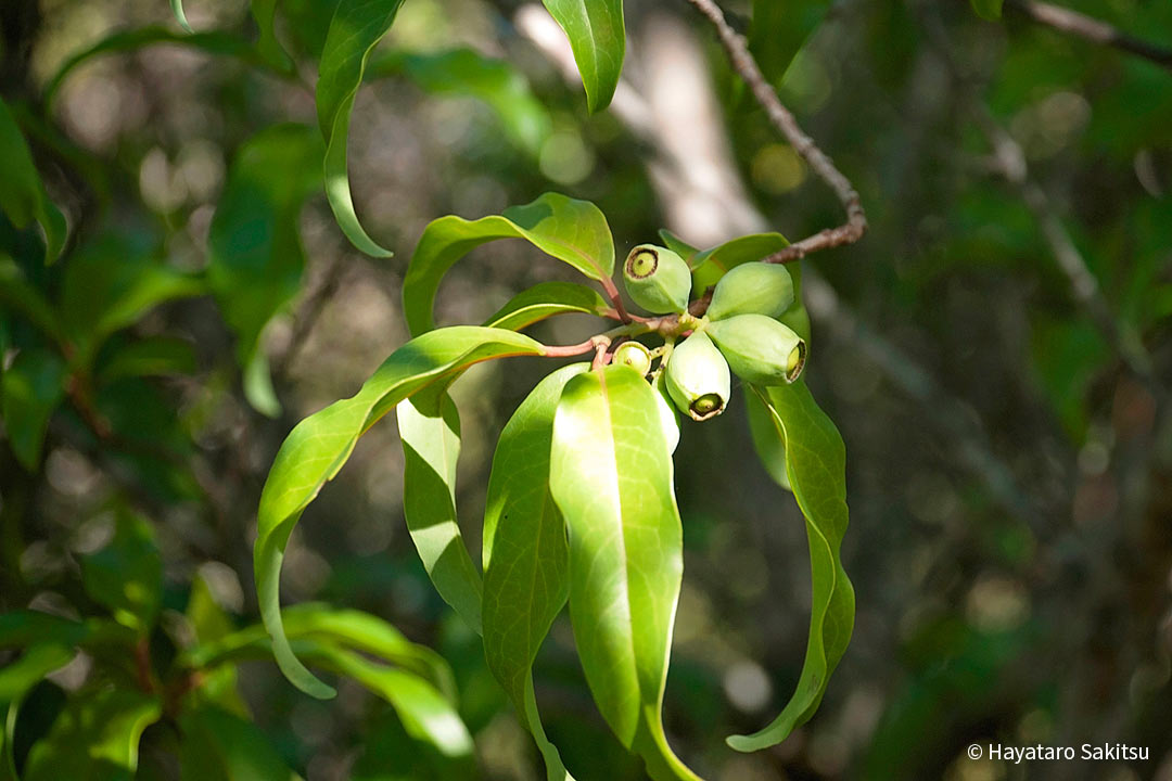 イリアヒ ビャクダン サンダルウッド アヌヘア ハワイの花 植物 野鳥図鑑 ʻiliahi Or Sandalwood Santalum Spp