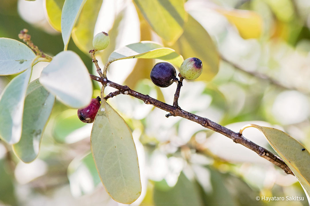 イリアヒ ビャクダン サンダルウッド アヌヘア ハワイの花 植物 野鳥図鑑 ʻiliahi Or Sandalwood Santalum Spp