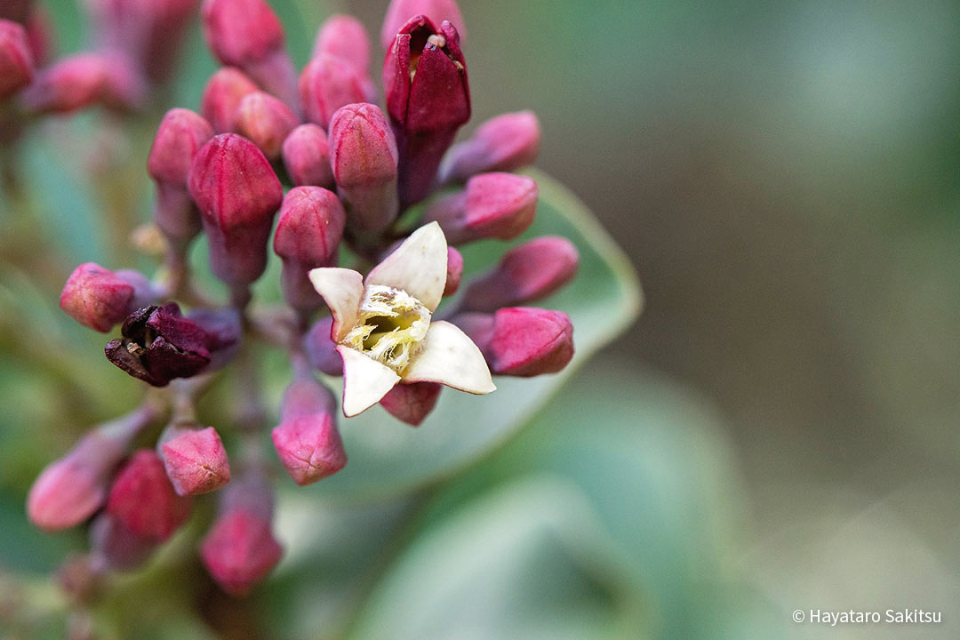 イリアヒ ビャクダン サンダルウッド アヌヘア ハワイの花 植物 野鳥図鑑 ʻiliahi Or Sandalwood Santalum Spp