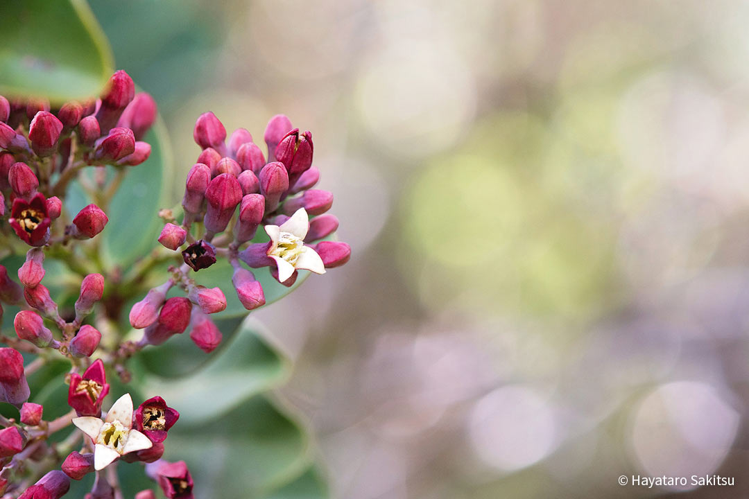 イリアヒ（Santalum haleakalae）