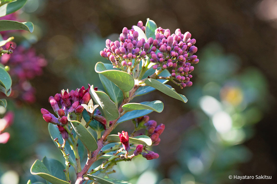 イリアヒ（Santalum haleakalae）