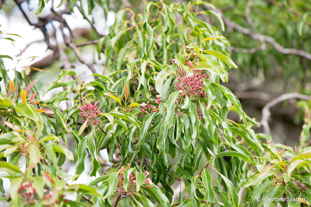 イリアヒ（Santalum freycinetianum）