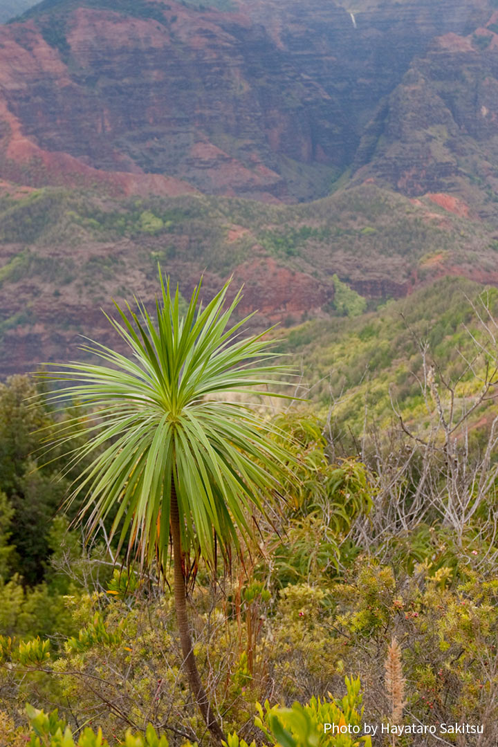 イリアウ（Wilkesia gymnoxiphium）