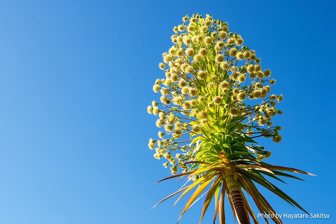 イリアウ（Wilkesia gymnoxiphium）