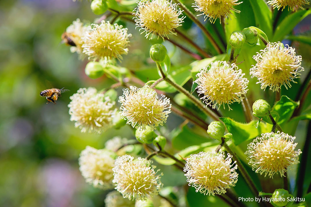 イリアウ（Wilkesia gymnoxiphium）