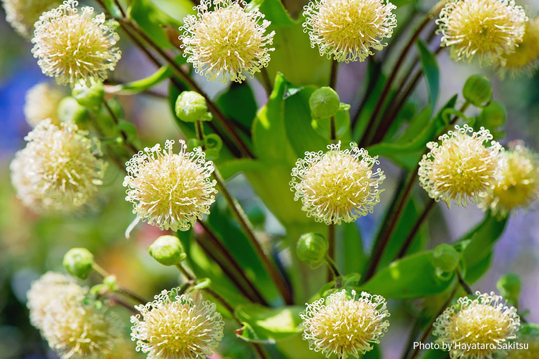 イリアウの花