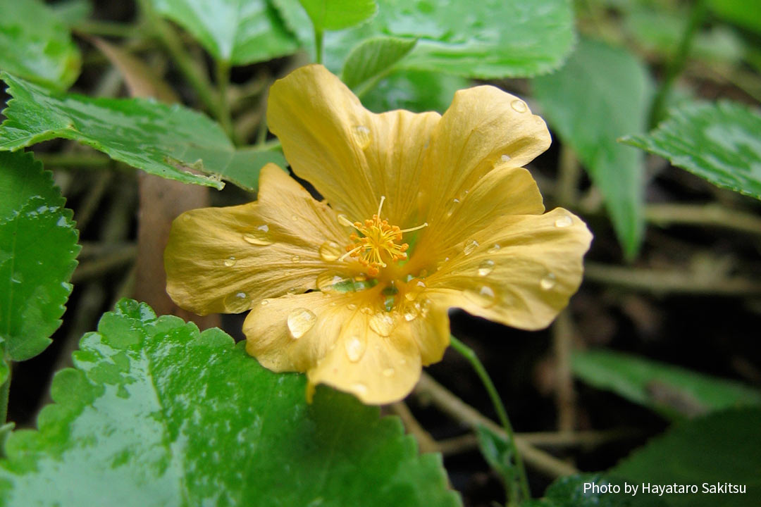 イリマ アヌヘア ハワイの花 植物 野鳥図鑑 Ilima Sida Fallax