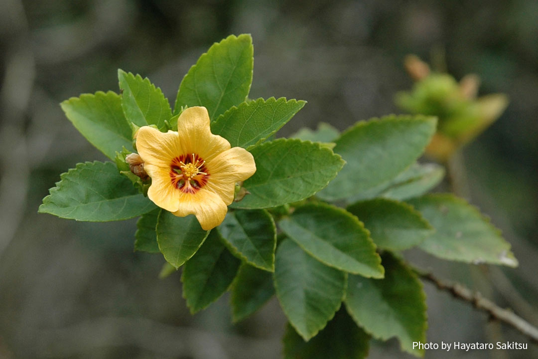 イリマ アヌヘア ハワイの花 植物 野鳥図鑑 Ilima Sida Fallax