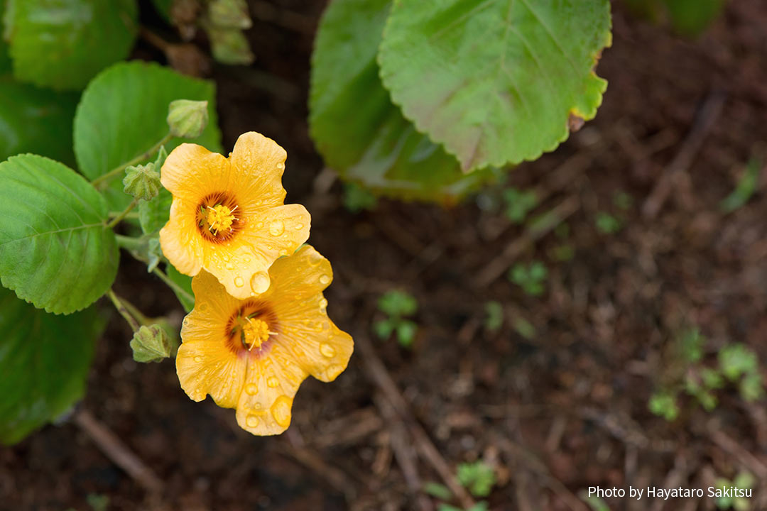 イリマ（Sida fallax）