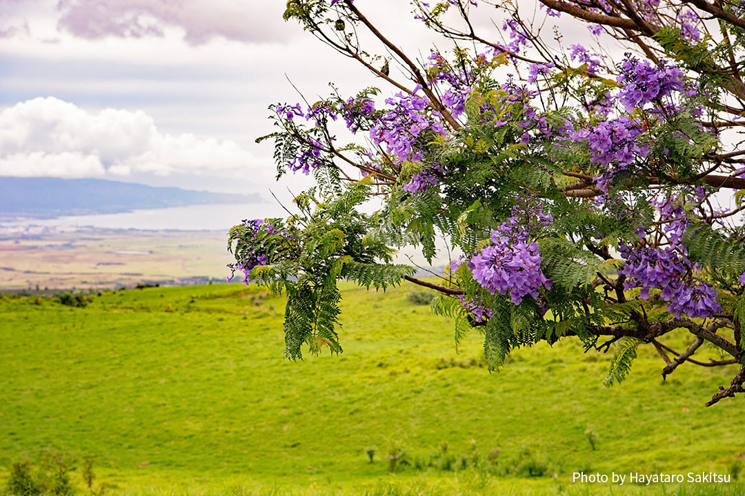 ジャカランダ シウンボク アヌヘア ハワイの花 植物 野鳥図鑑 Jacaranda Mimosifolia