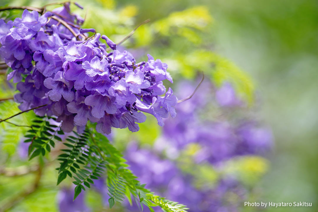 ジャカランダ シウンボク アヌヘア ハワイの花 植物 野鳥図鑑 Jacaranda Mimosifolia