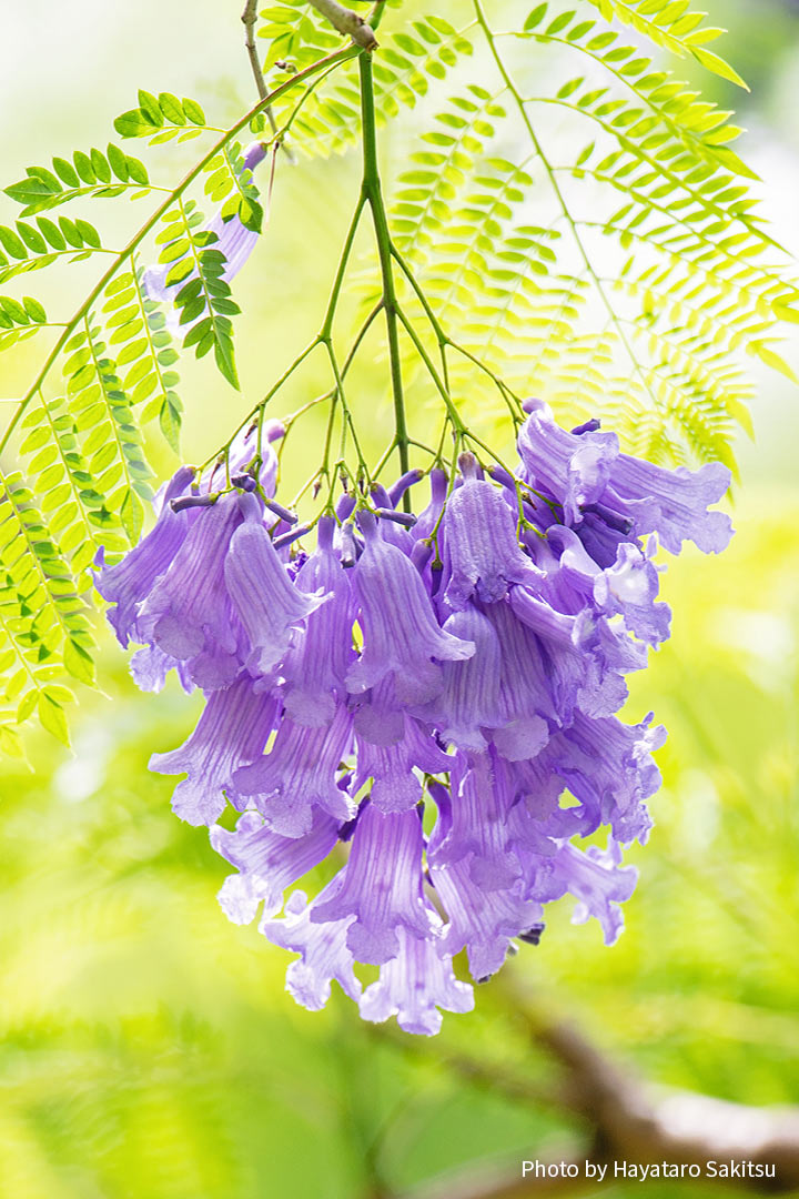 ジャカランダ シウンボク アヌヘア ハワイの花 植物 野鳥図鑑 Jacaranda Mimosifolia