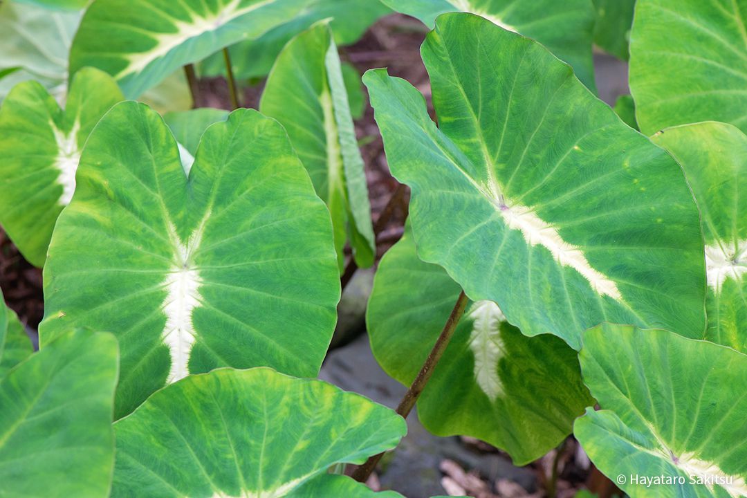 カロ（タロイモ、Colocasia esculenta）