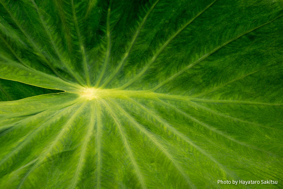 カロ（タロイモ、Colocasia esculenta）