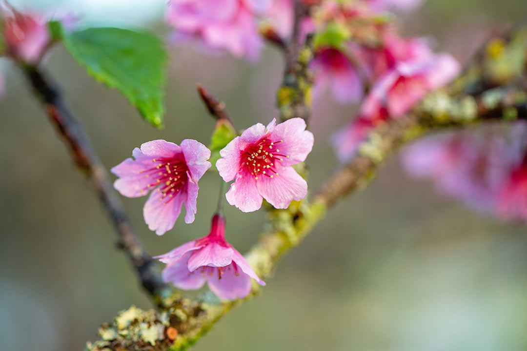 カンヒザクラ（Cerasus campanulata）