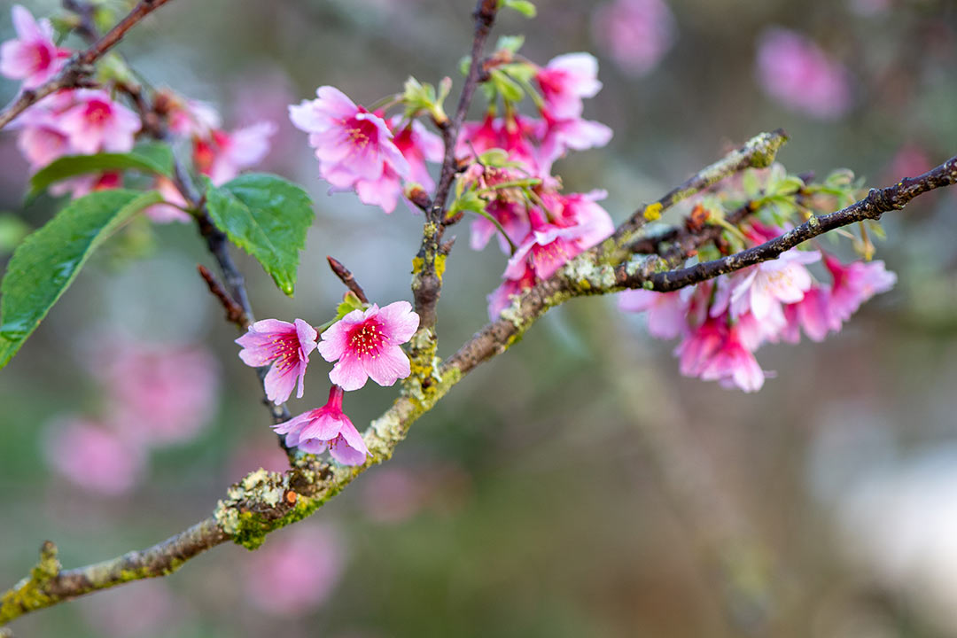 カンヒザクラ 寒緋桜 アヌヘア ハワイの花 植物 野鳥図鑑 Taiwan Cherry Cerasus Campanulata