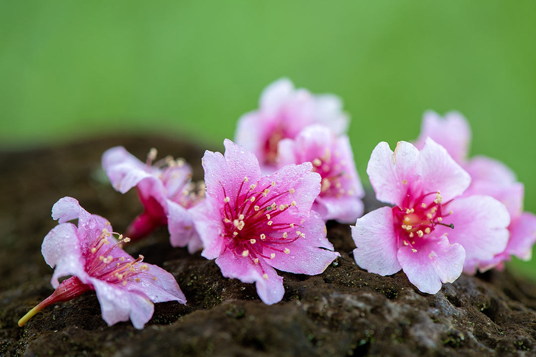 地面に落ちたカンヒザクラの花（ワヒアワ）