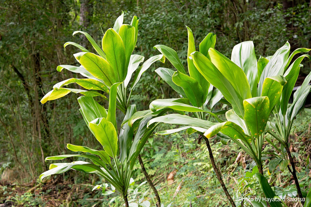 キー（ティ、ティーリーフ、Cordyline fruticosa）