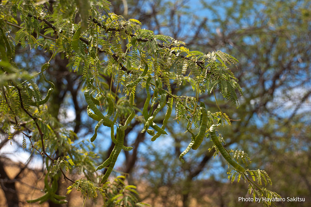 キアヴェ（Prosopis pallida）