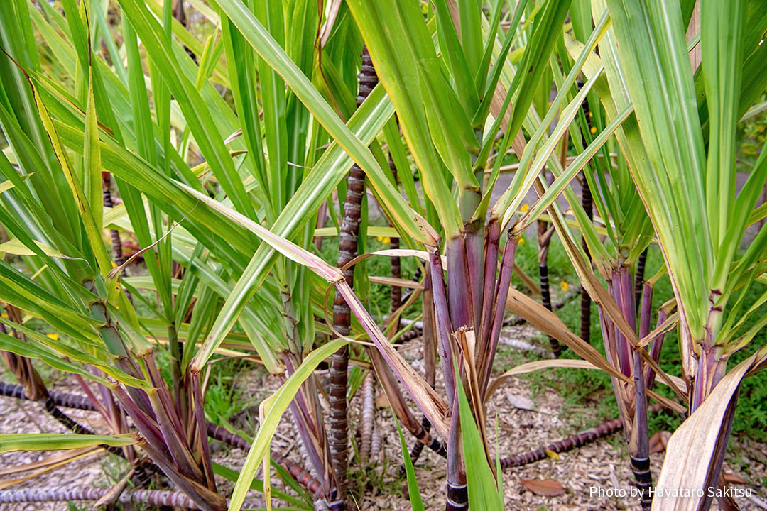 サトウキビ（Saccharum officinarum）