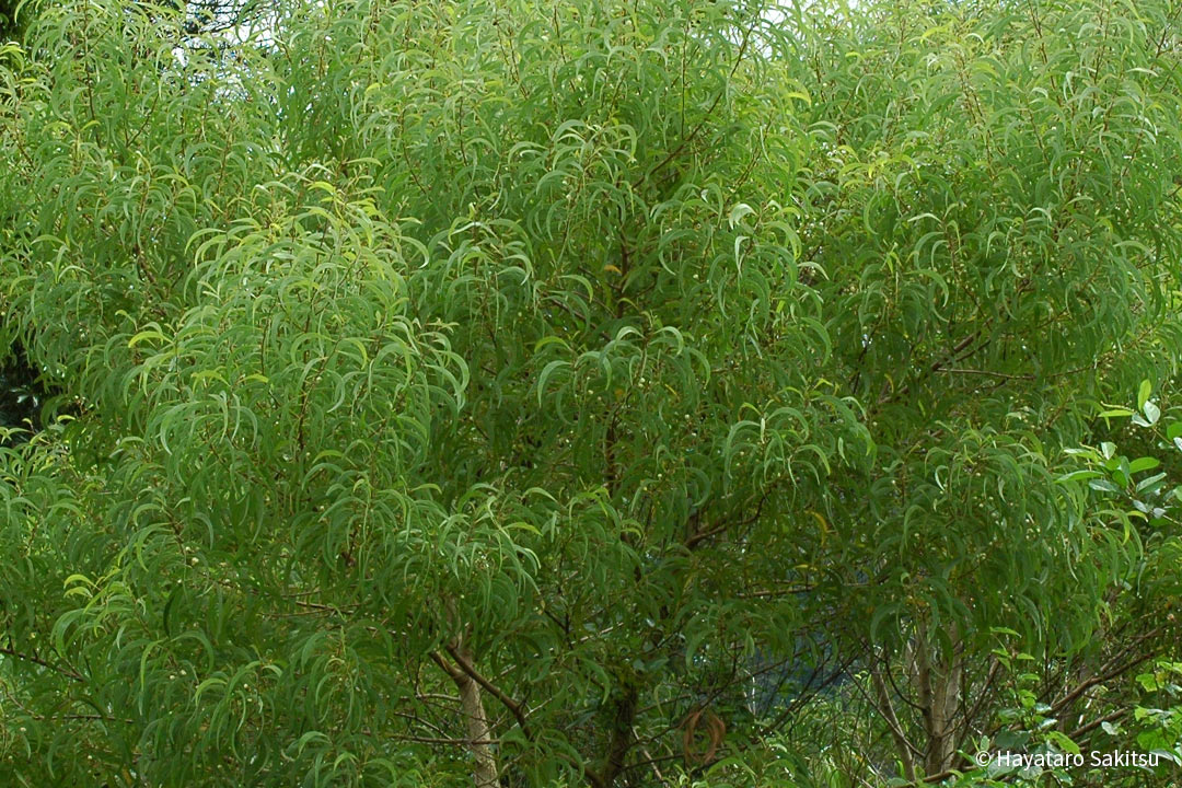 コア(Acacia koa)
