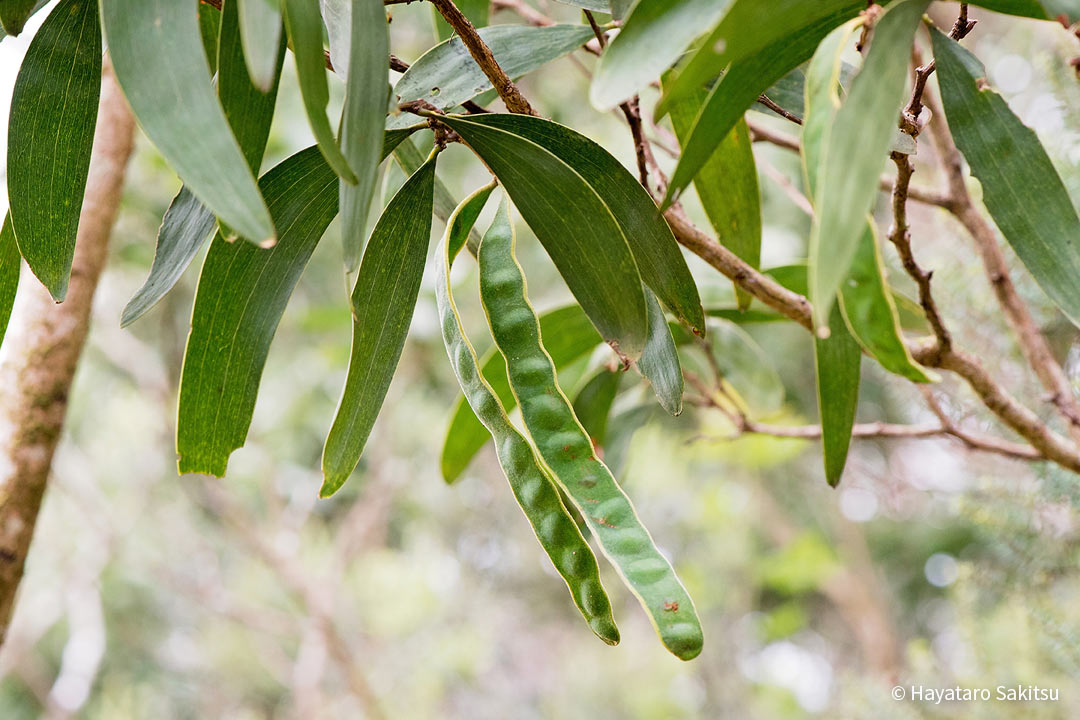 コア アヌヘア ハワイの花 植物 野鳥図鑑 Koa Acacia Koa