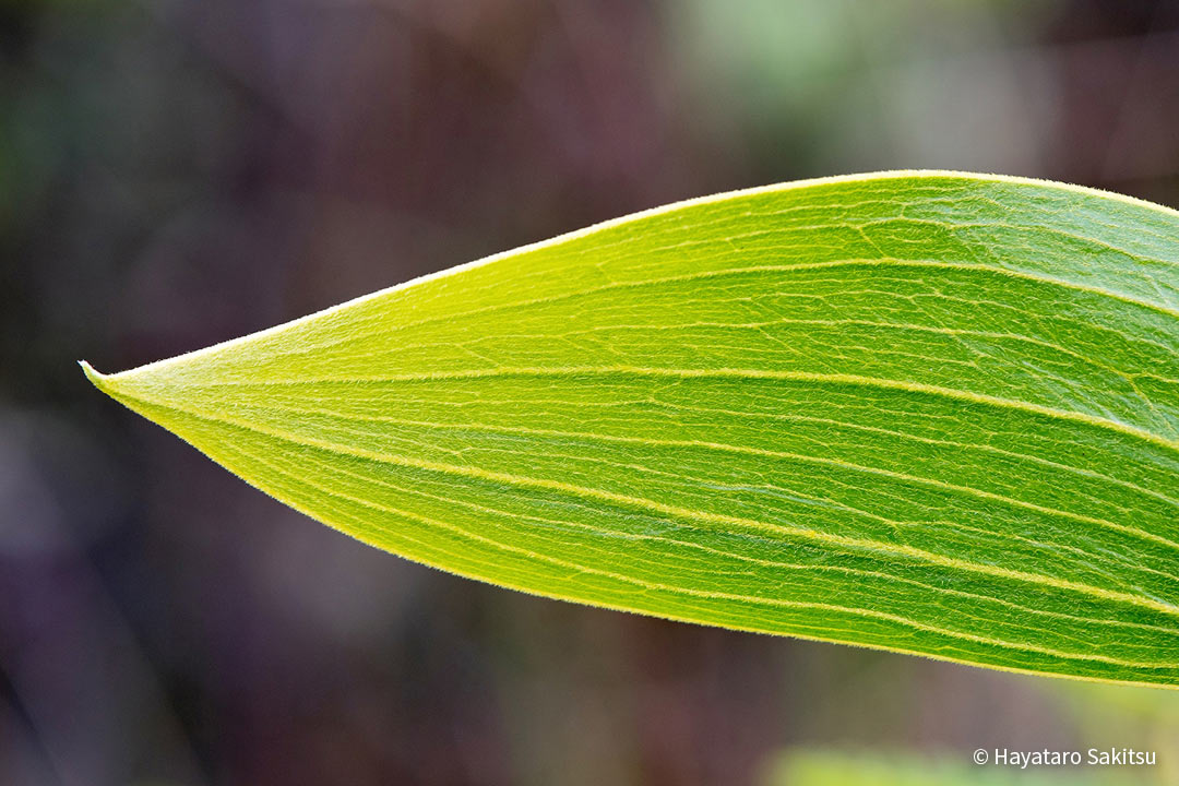 コア(Acacia koa)