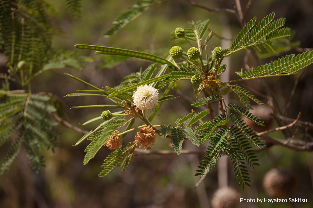 コア・ハオレ（Leucaena leucocephala）