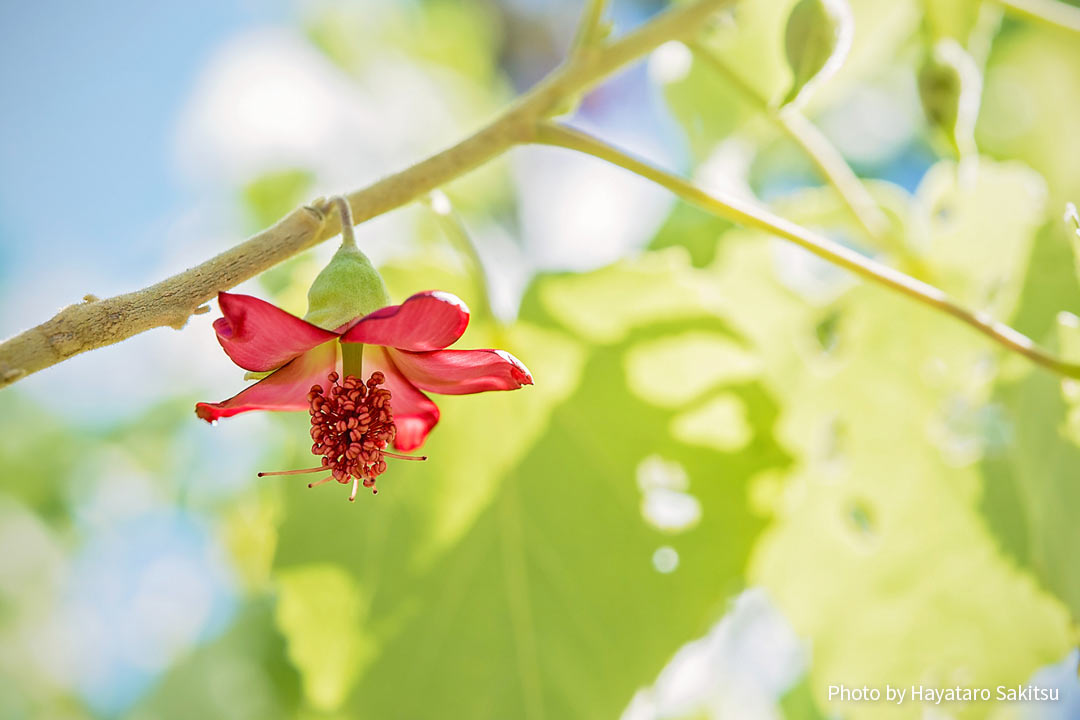 コオロア・ウラ（Abutilon menziesii）