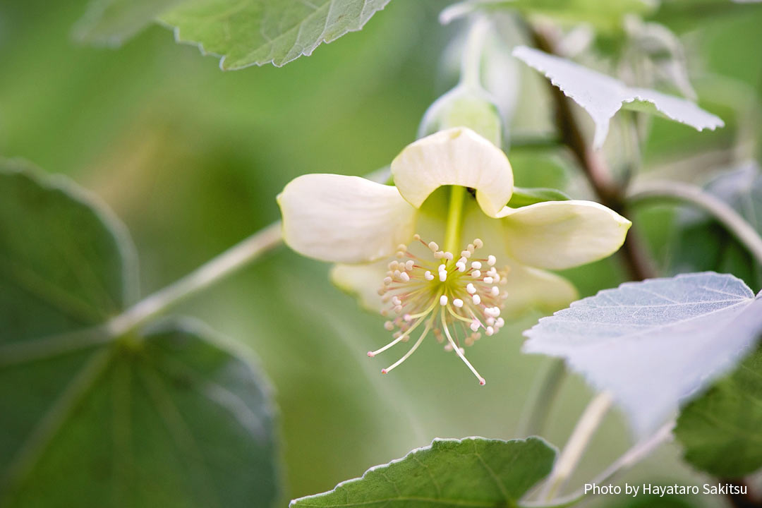 コオロア・ウラ（Abutilon menziesii）