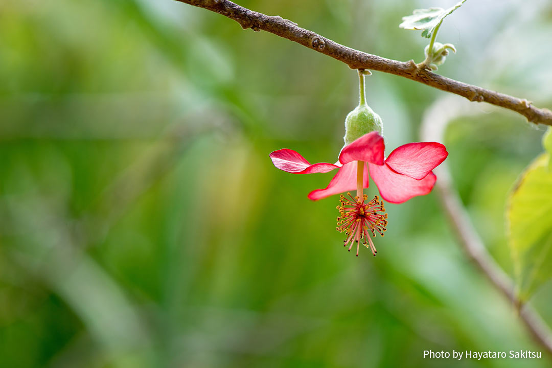 コオロア・ウラ（Abutilon menziesii）