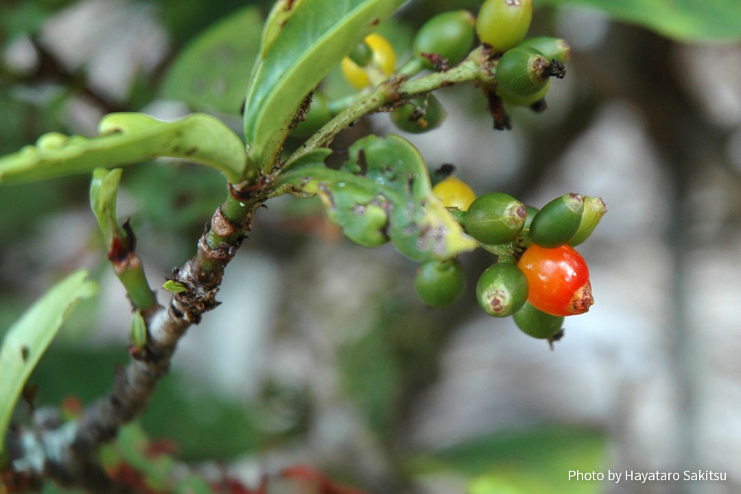 Psychotria hathewayi