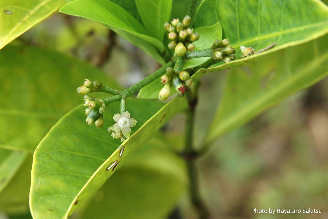 コーピコ（Psychotria hathewayi）