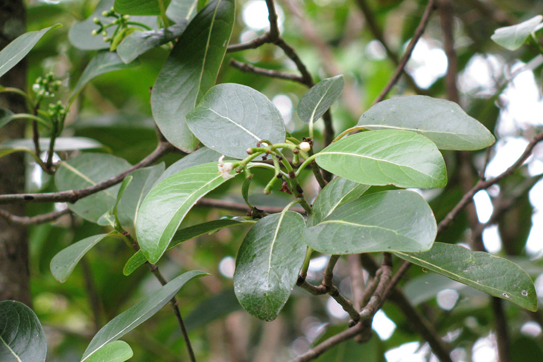 Psychotria kaduana