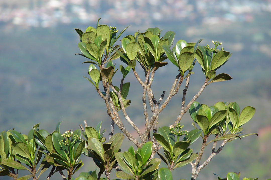 Psychotria mariniana