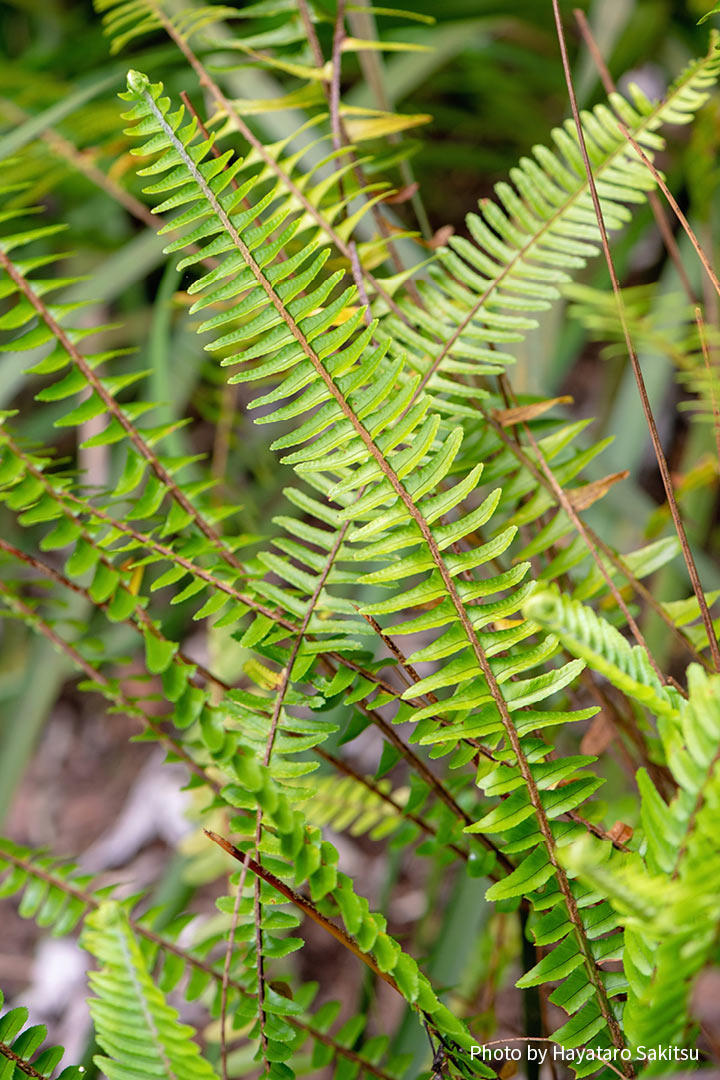 セイヨウタマシダ（Nephrolepis exaltata）