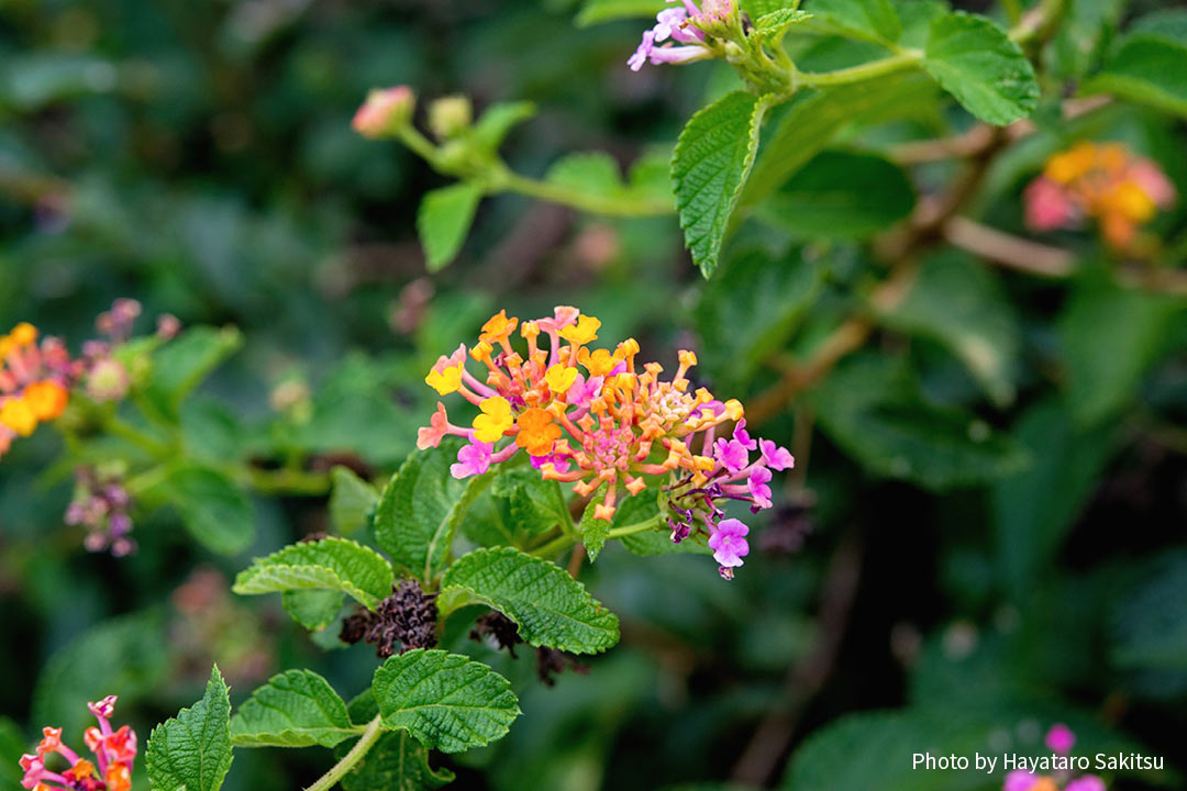 ランタナ（Lantana camara）