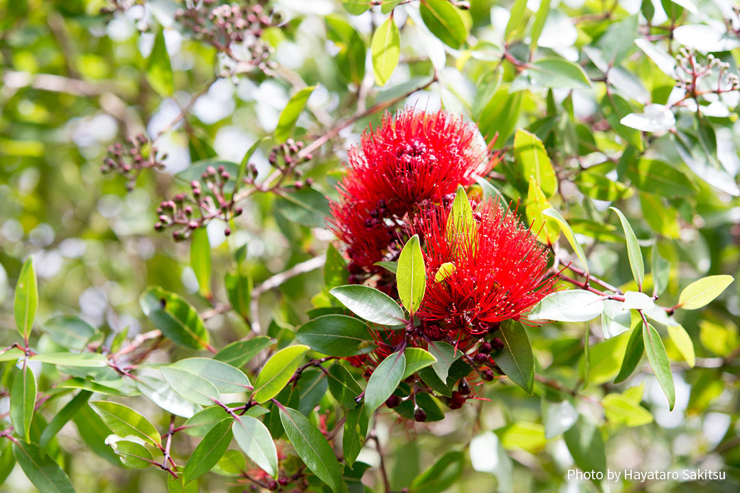 レフア・アーヒヒ（Metrosideros tremuloides）