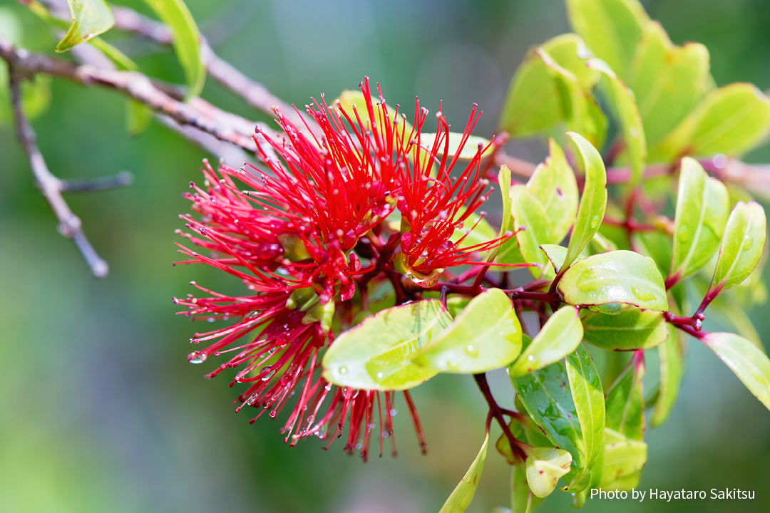 レフア・アーヒヒ（Metrosideros tremuloides）