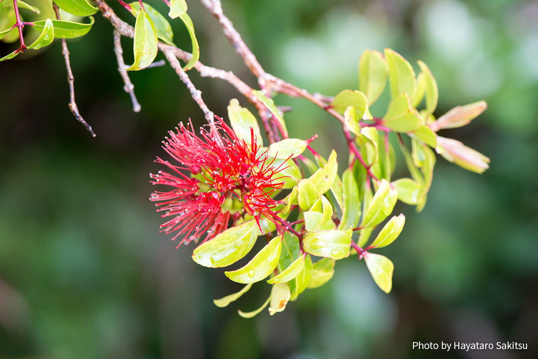 レフア・アーヒヒ（Metrosideros tremuloides）