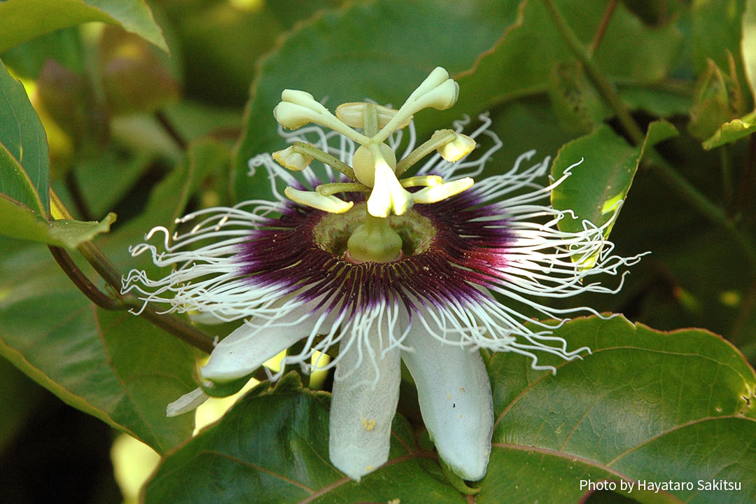 パッションフルーツ（リリコイ、Passiflora edulis）