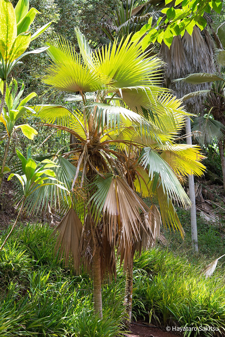 ロウル（Pritchardia minor）