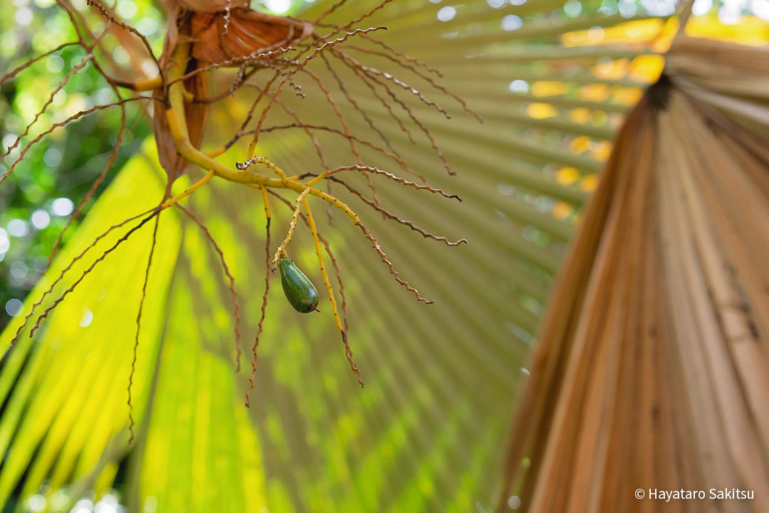 ロウル(Pritchardia hardyi)